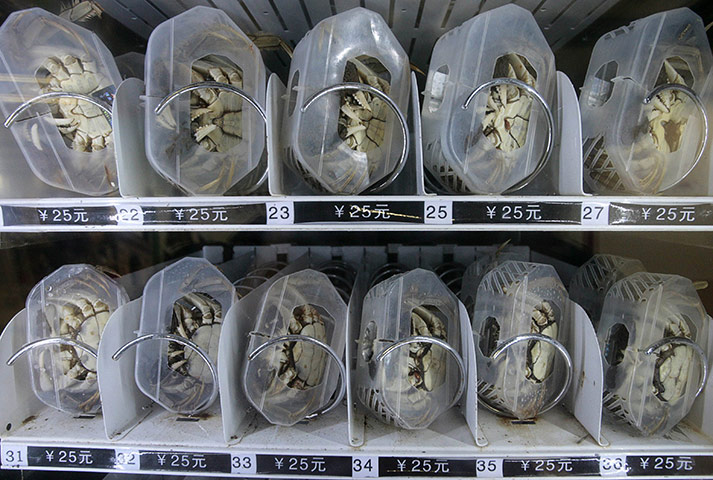 week in wildlife: Live hairy crabs are displayed in a vending machine in Nanjing, China