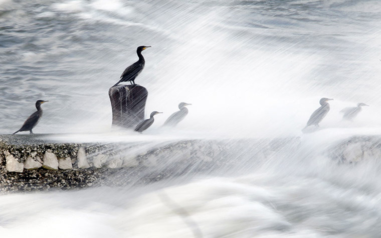 week in wildlife: A group of Cormorants perch on a pier as waves break in the Glens of Antrim