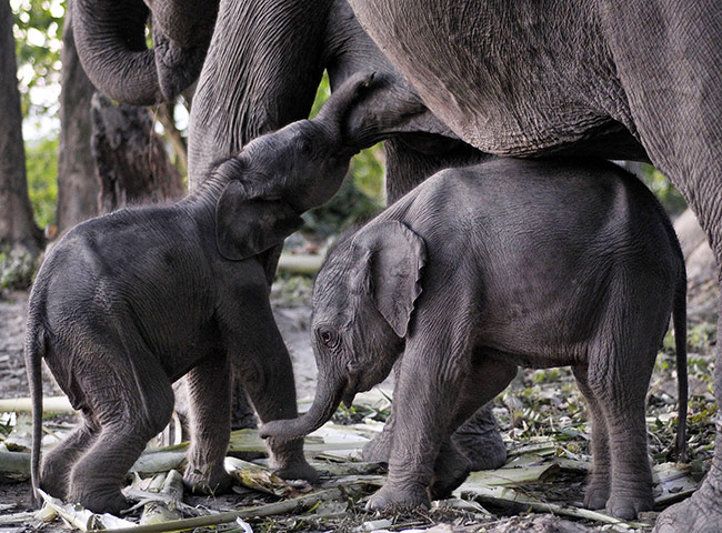 week in wildlife: One day old twins elephant baby and their mother, Orang National Park 