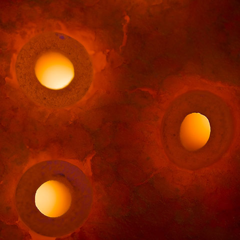 Camera Club: Gethin Thomas participates in the food assignment