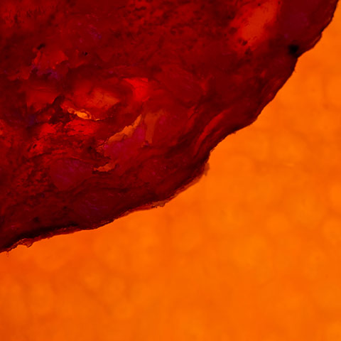 Camera Club: Gethin Thomas participates in the food assignment