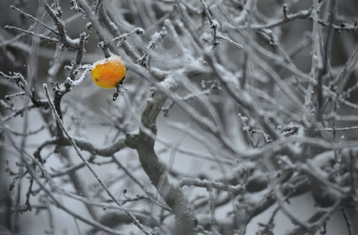 Winter Weather Europe: A frozen apple hangs from a snow covered apple tree in Budapest, Hungary