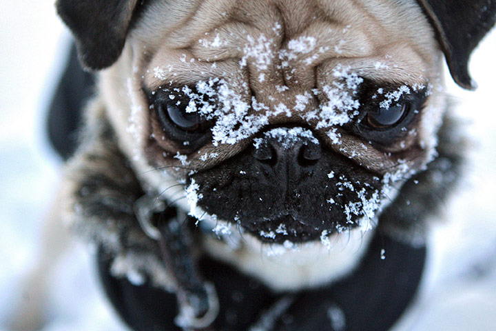 24 hours in pictures: Pug with a dusting of snow on its face, Germany