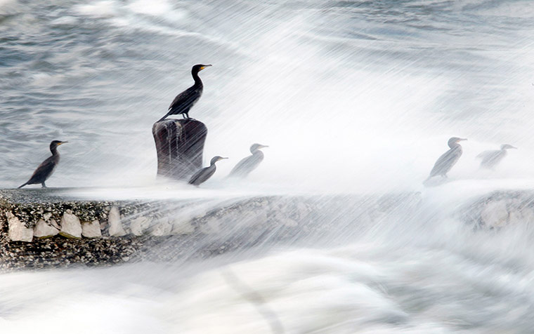 24 hours in pictures: A group of Cormorants perch on a pier as waves break around them