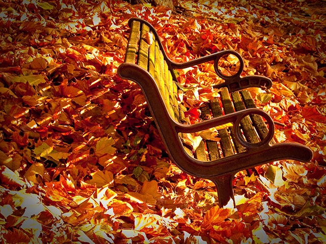 Camera club winner: John Hollingsworth winning autumn assignment