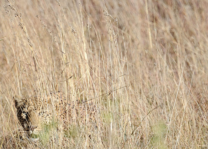 Year in Science: a leopard at Pilanesberg National Park