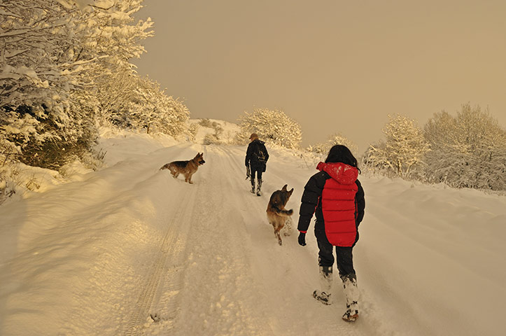 Winter Weather UK: Dog walking on main road closed by snow in Caerphilly Mountains