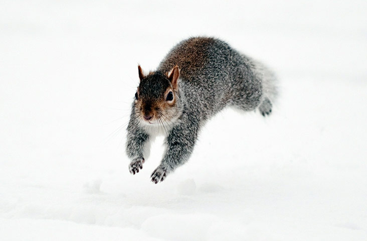 Snow: A squirrel runs through the snow in Sain