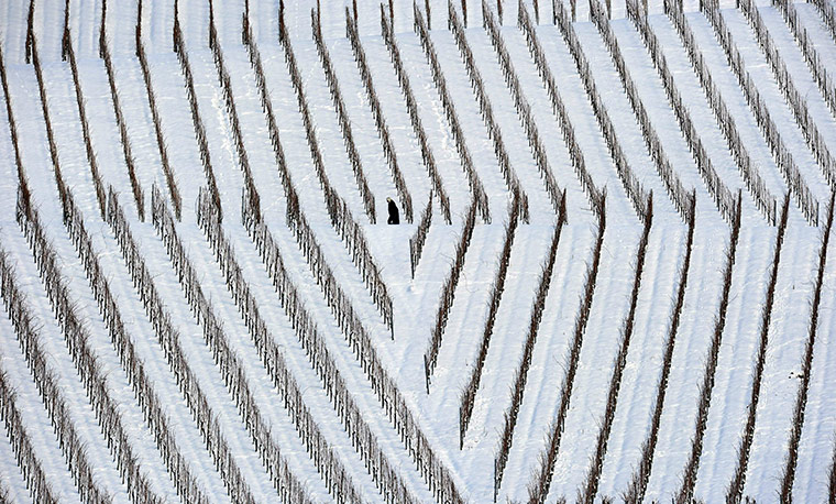24 hours: Kleinbottwar, Germany: A man walks through snow-covered vineyards