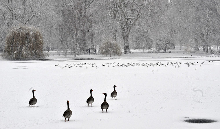 Cold weather continues: Ducks walk across the ice in a snowy St James's Park in London