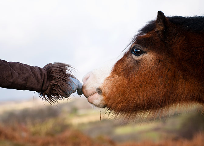 In pictures: touch: pit pony in South Wales