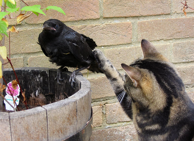 In pictures: touch: Crow and cat