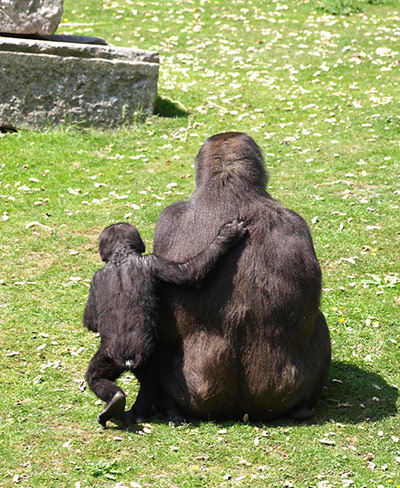 In pictures: touch: gorillas