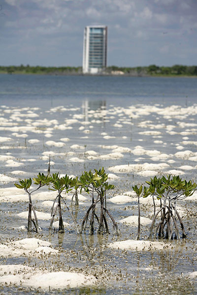 Week in wildlife: Mangrove plants grow on a shore in Cancun, Mexico