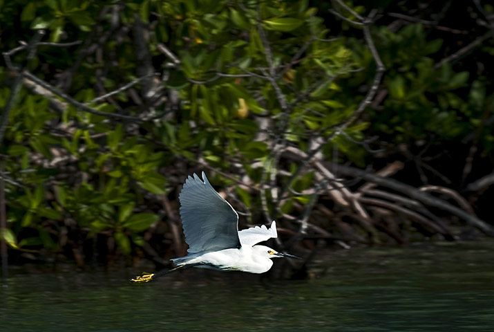 Week in wildlife: A Snowy Egret (Egretta thula) remains at a mangrove swamp in Cancun