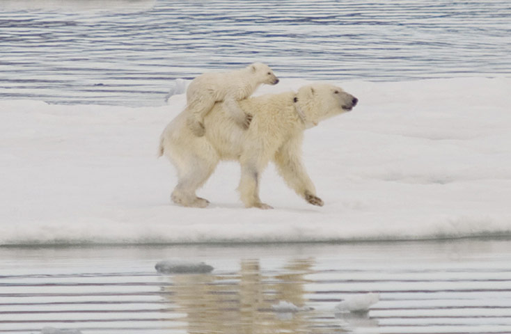 Week in wildlife: Polar bears