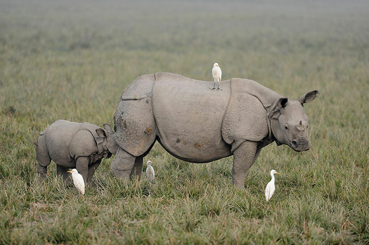 Week in wildlife: A one-horned rhinoceros and its calf at Pabitora wildlife sanctuary