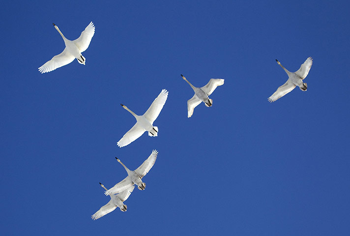 Week in wildlife: Flock of swans  on the outskirts of Minsk