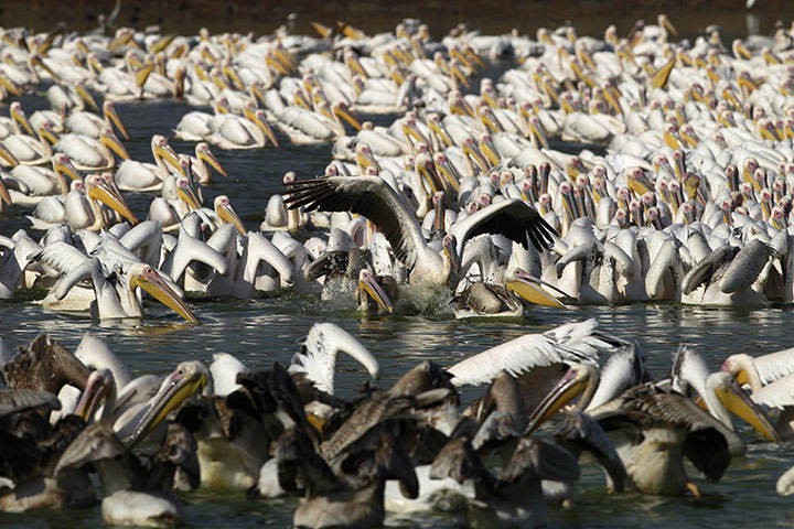 Week in wildlife: Migrating white pelicans swim at the Hula Valley Nature Reserve