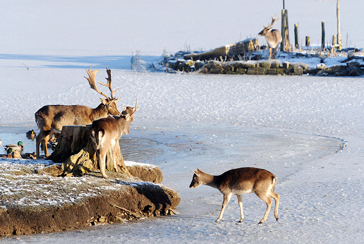 snow continues in uk: Whitworth Hall, Durham