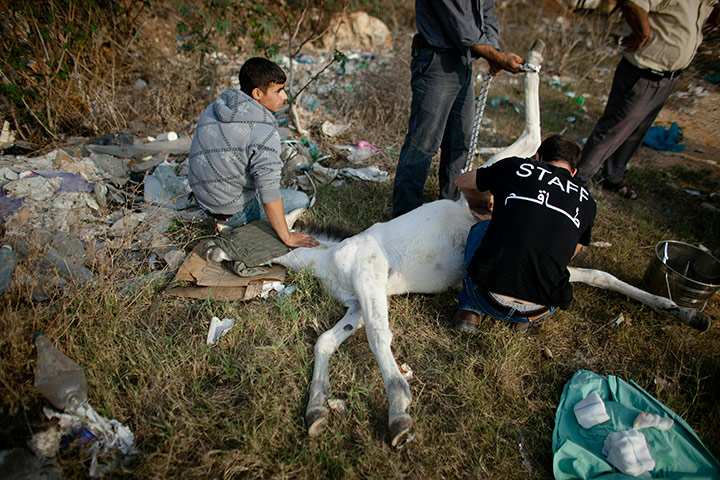 24 hours: Animal Charity Saves Holy Land Donkeys