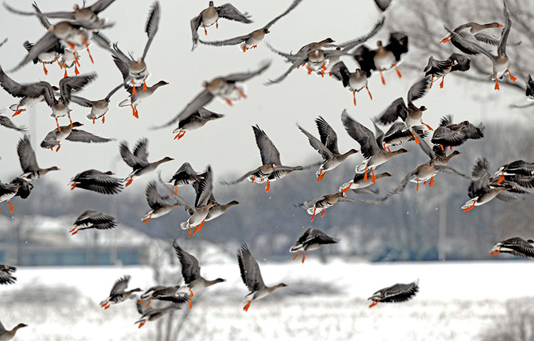 24 hours: Wild geese fly above a snowy field in Born, Netherland