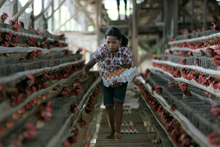24 hours: A woman collects eggs from the Gracia Chicken Farm in Ermera district