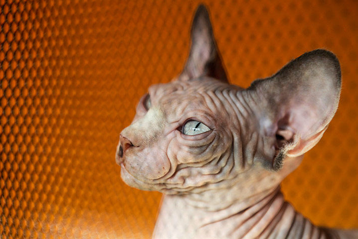 24 hours: A Sphynx cat is seen in its cage during a regional cat exhibition in Russia