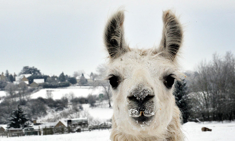 snow continues in uk: Alpacas in a field