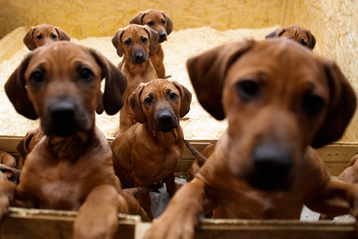 24 hours in pictures: Seven Rhodesian Ridgeback puppies look out of their box