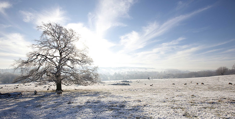 Yorkshire Sculpture Park: Sheep in the Country Park