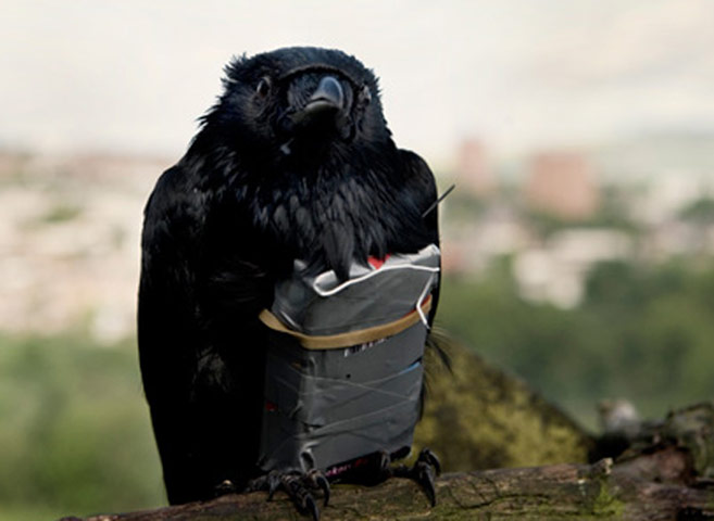 2010 films: your picks: Four Lions