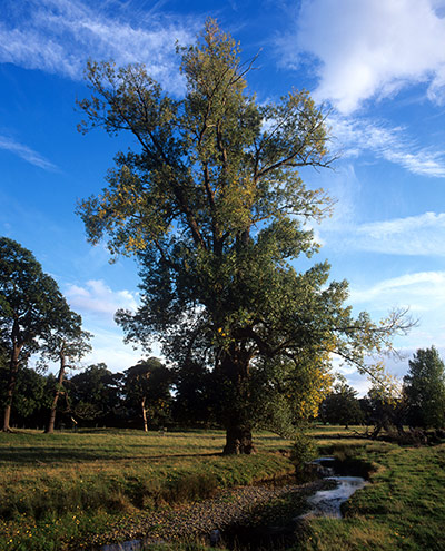 2010 wildlife : The tallest native black poplar in Britain, growing in Shropshire