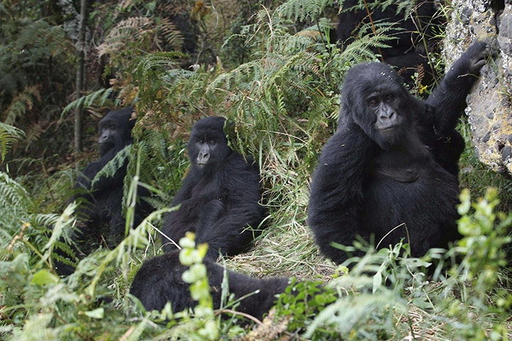 2010 wildlife : mountain gorillas sitting in Virunga National Park 