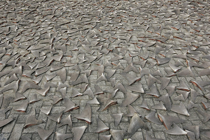 http://static.guim.co.uk/sys-images/Guardian/Pix/pictures/2010/12/22/1293024279341/Shark-fins-drying-in-the--001.jpg