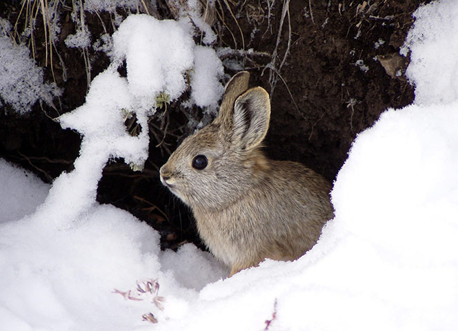 2010 wildlife :  pygmy rabbit in Salmon, Idaho