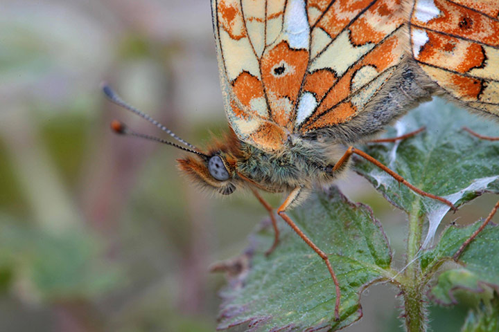 2010 wildlife : Pearl-bordered fritillaries reintroduced
