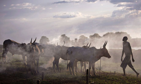 Cattle belonging to the Nuer tribe, Southern Sudan.
