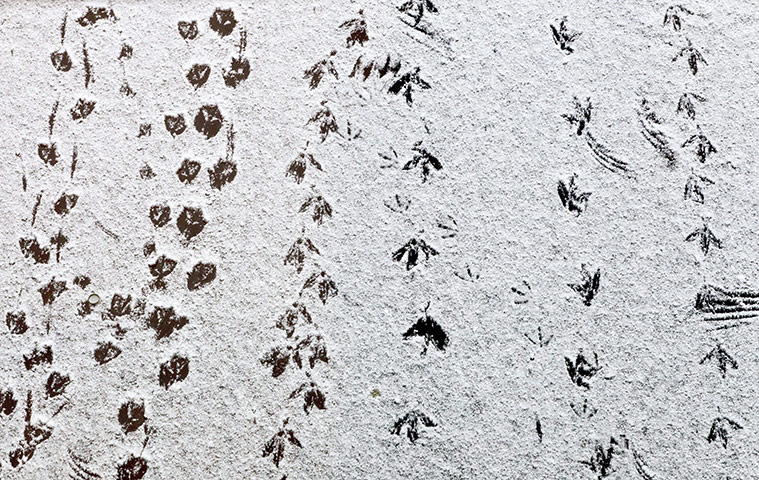 24 hours in pictures: Tracks on the ice in hamburg