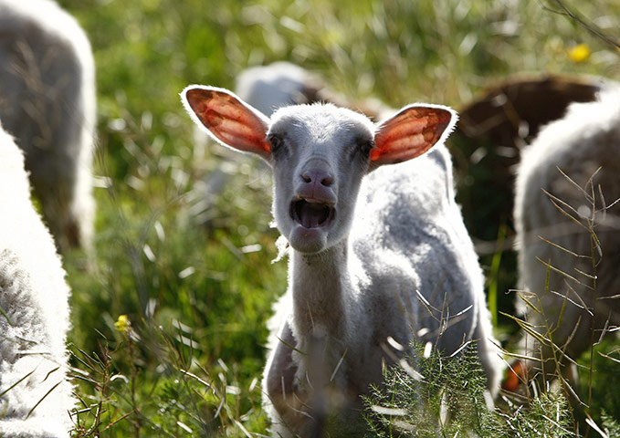 24 hours in pictures: A goat bleats while grazing in a field in Malta