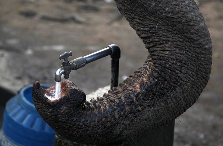24 hours in pictures: An elephant drinks in India
