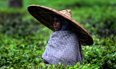 #Climate change leaves Assam tea growers in hot water | GCC News Brief