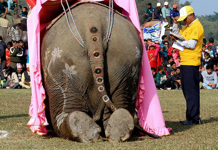 24 hours in pictures: Elephant Festival in Chitwant