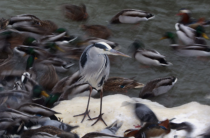 24 hours : Berlin, Germany: A grey heron stands during feeding time in the zoo 