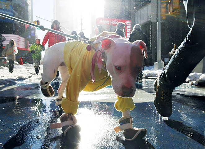 24 hours : New York, USA: A dog wearing boots and a sweater walks through Times Square
