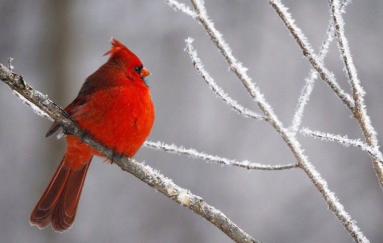 24 hours : Iowa, USA: A cardinal sits in a hoar frost covered tree