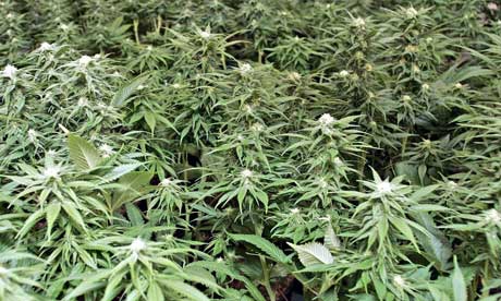 Les plants de cannabis
