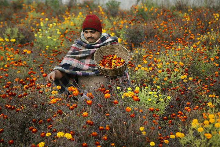 24 hours: RS Pura, Kashmir, India: An Indian villager collects marigold flowers 