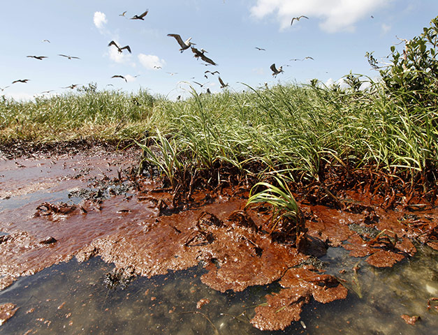 2010 year in environment: nesting pelicans are seen landing as oil washes ashore