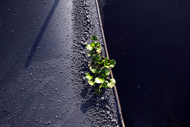2010 year in environment: A small plant photographed growing on the evidently polluted water 